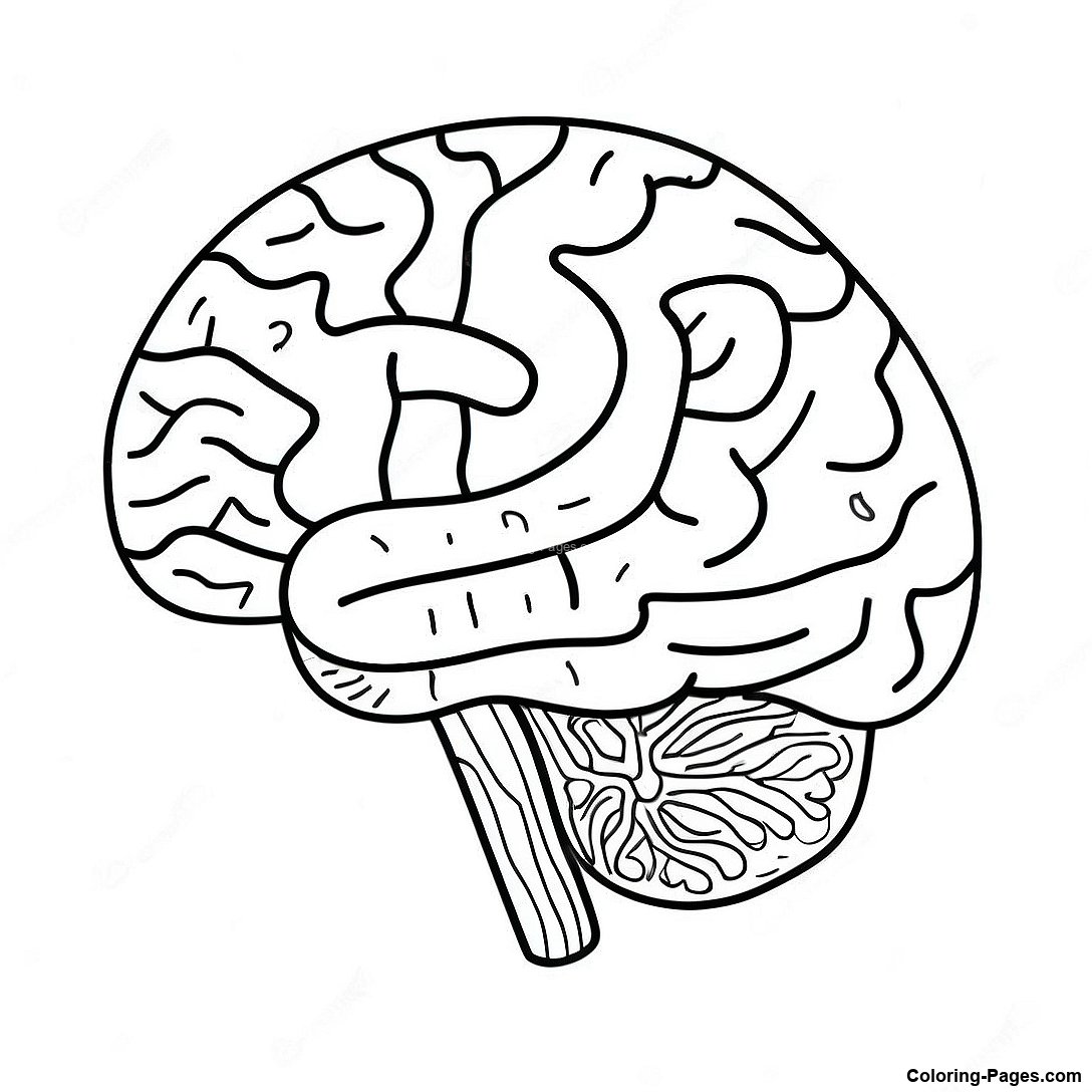 Realistic Brain Anatomy Coloring Page Coloring Pages