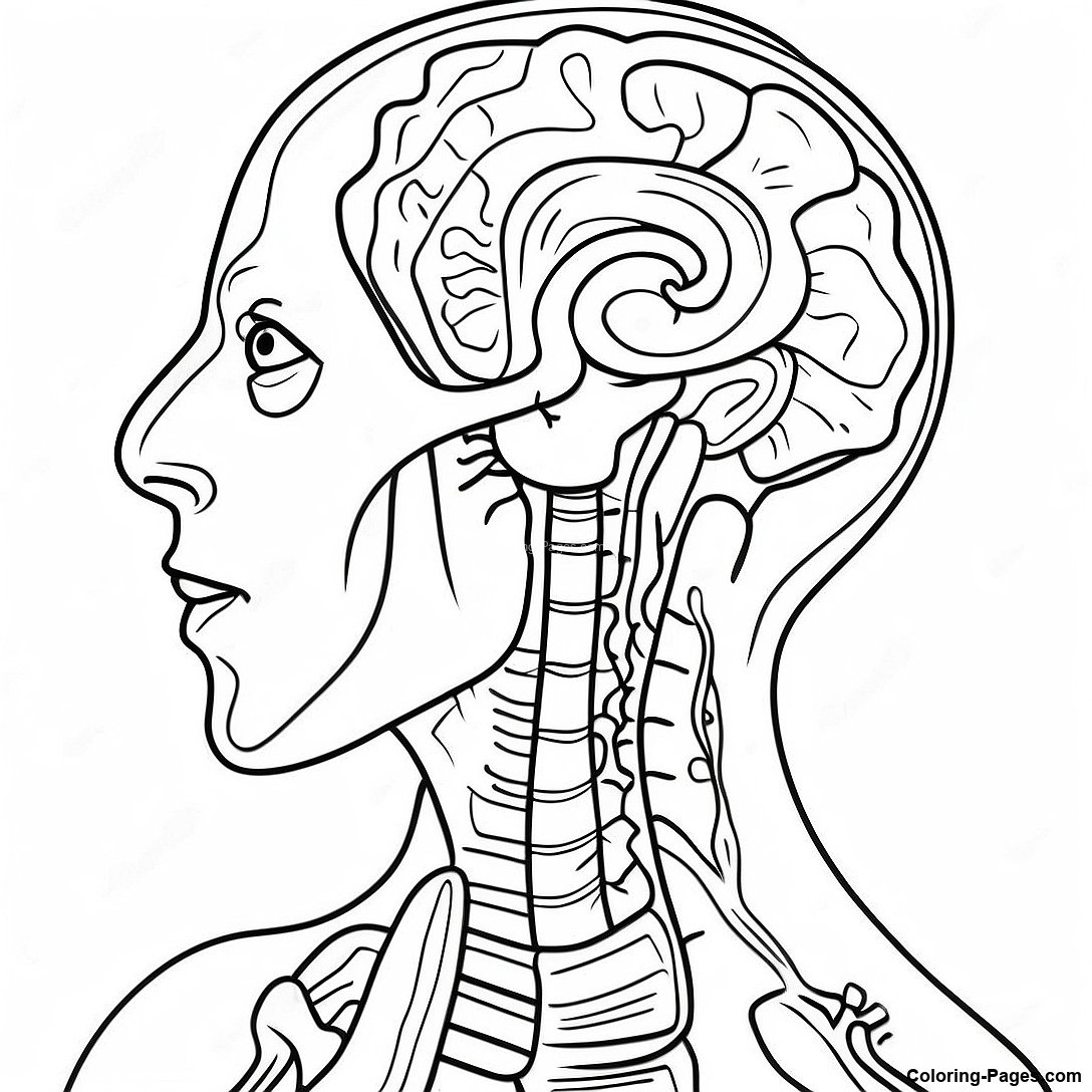 Anatomy And Physiology Coloring - Anatomy And Physiology Coloring Page 107435 44589 