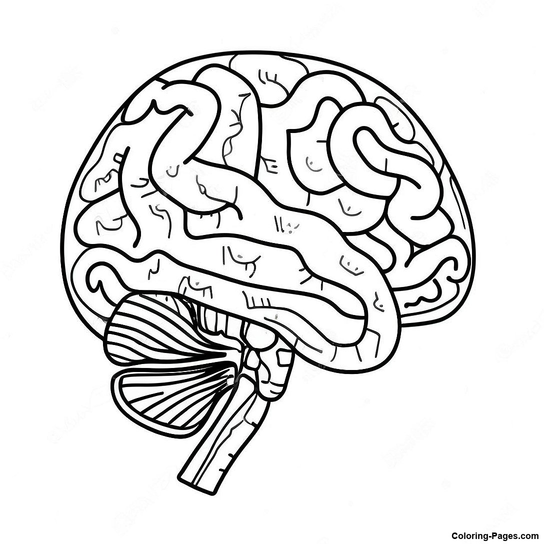 Colorful Brain Anatomy Coloring Page | Coloring-Pages.com