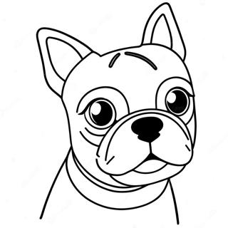 Boston Terrier Coloring Pages