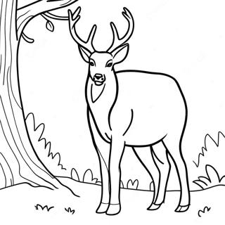 Buck Coloring Pages