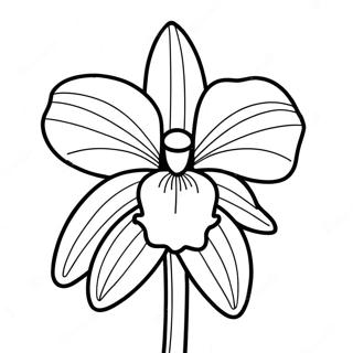 Orchid Coloring Pages