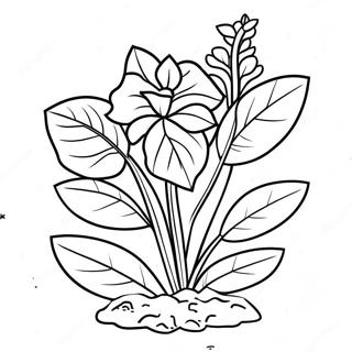 Lively Mint Plant Coloring Page 134496 66559