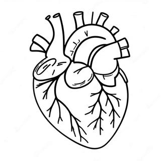 Heart Anatomy Coloring Pages