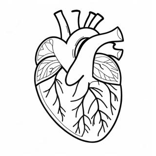 Heart Anatomy Coloring Page 76805-19588