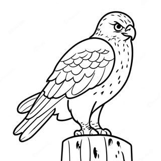 Hawk Coloring Pages