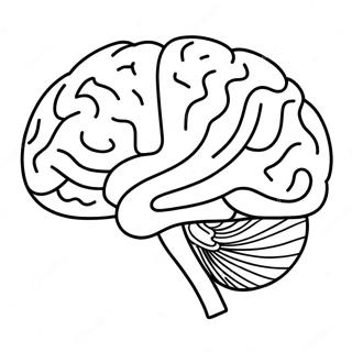 Brain Sheet Coloring Pages