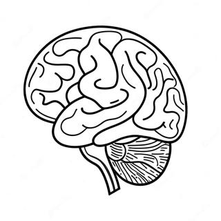 Brain Sheet Coloring Page 94306-33523