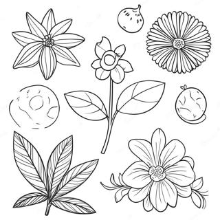 Elegant Botanical Illustrations Coloring Page 97470 36395